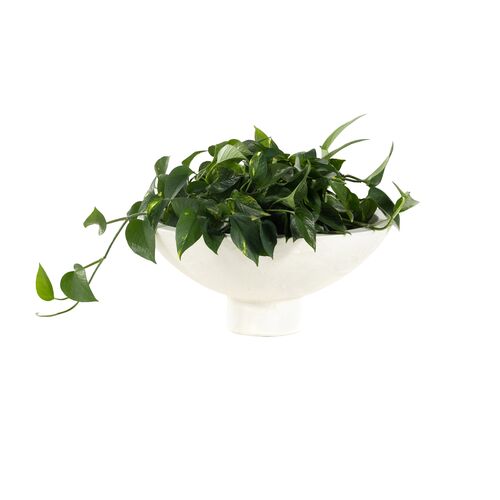 S/2 Presley Outdoor Planter, Plaster 9 S/2 Presley Outdoor Planter, Plaster