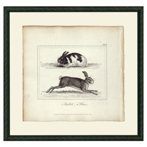 Rabbit & Hare 1 Rabbit & Hare