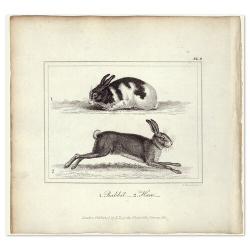 Rabbit & Hare 2 Rabbit & Hare