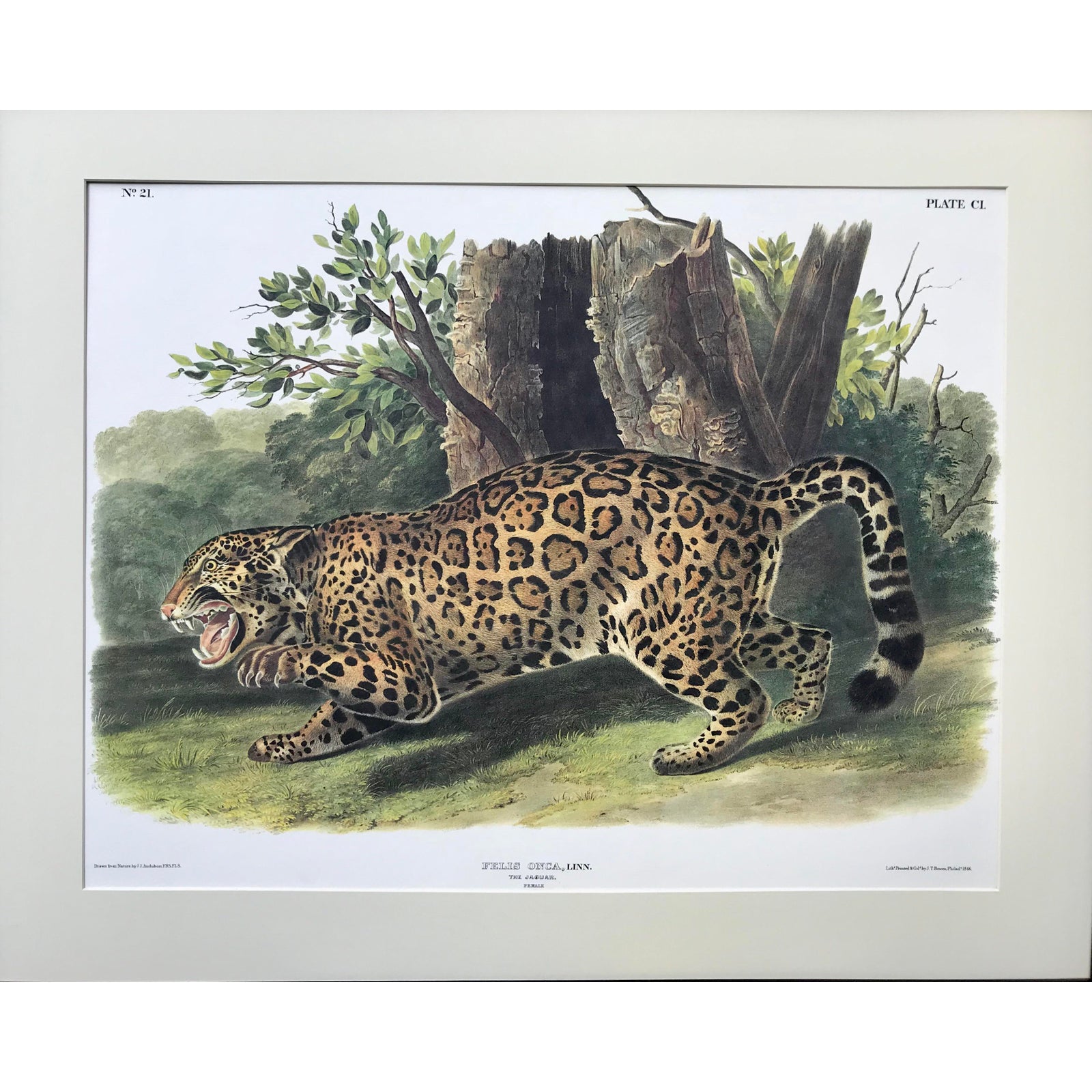 Audubon Lithograph Female Jaguar 2 Audubon Lithograph Female Jaguar