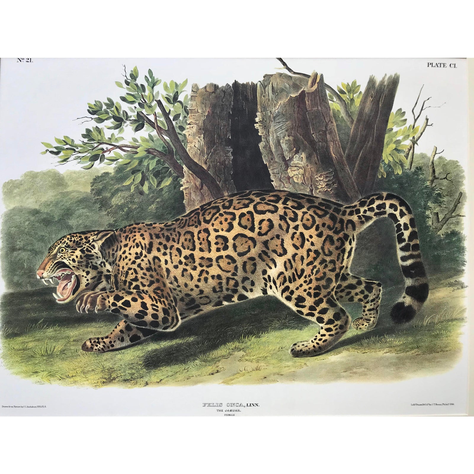 Audubon Lithograph Female Jaguar 3 Audubon Lithograph Female Jaguar