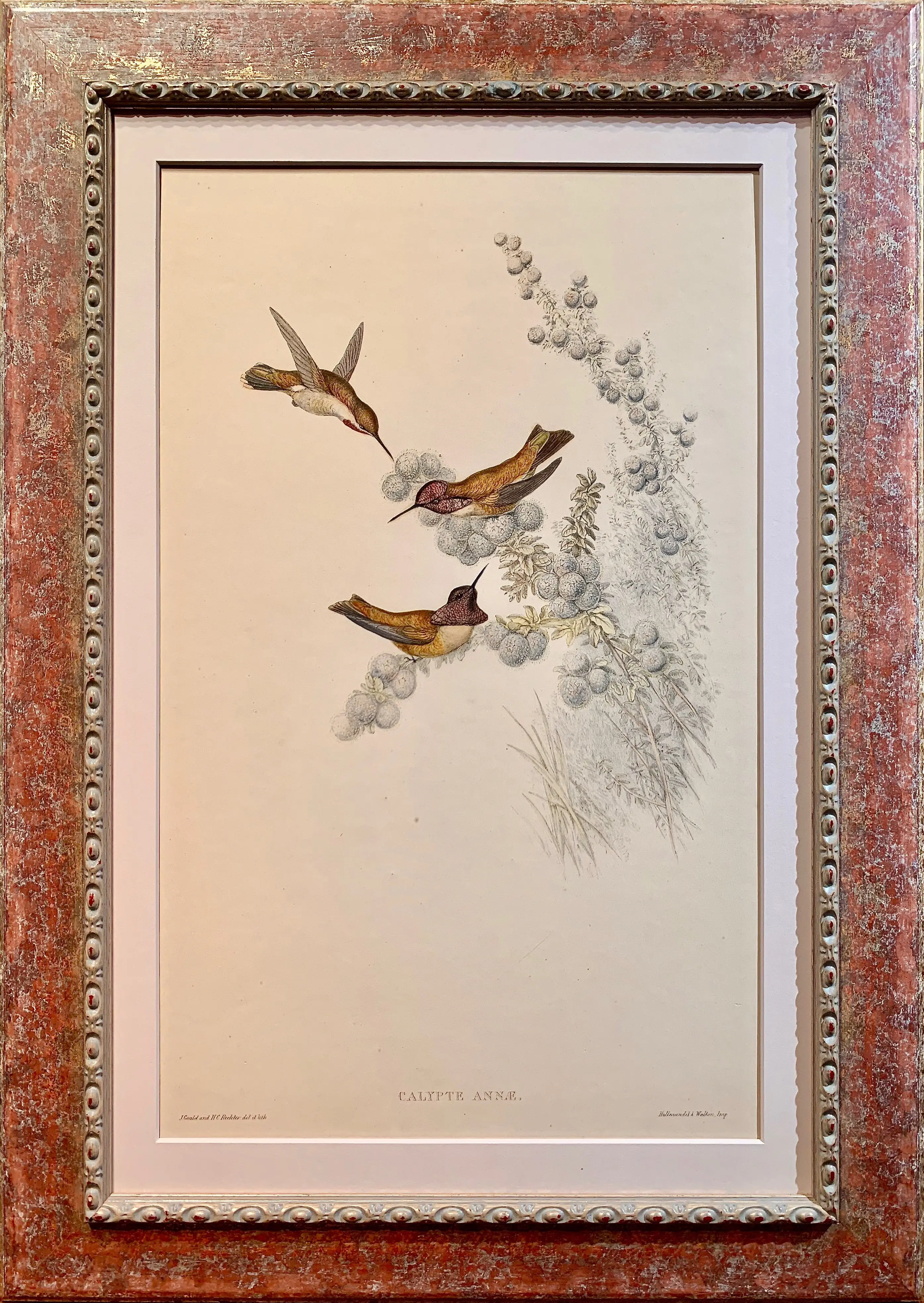 Ornithological Study of Calypte Annae 1 Ornithological Study of Calypte Annae