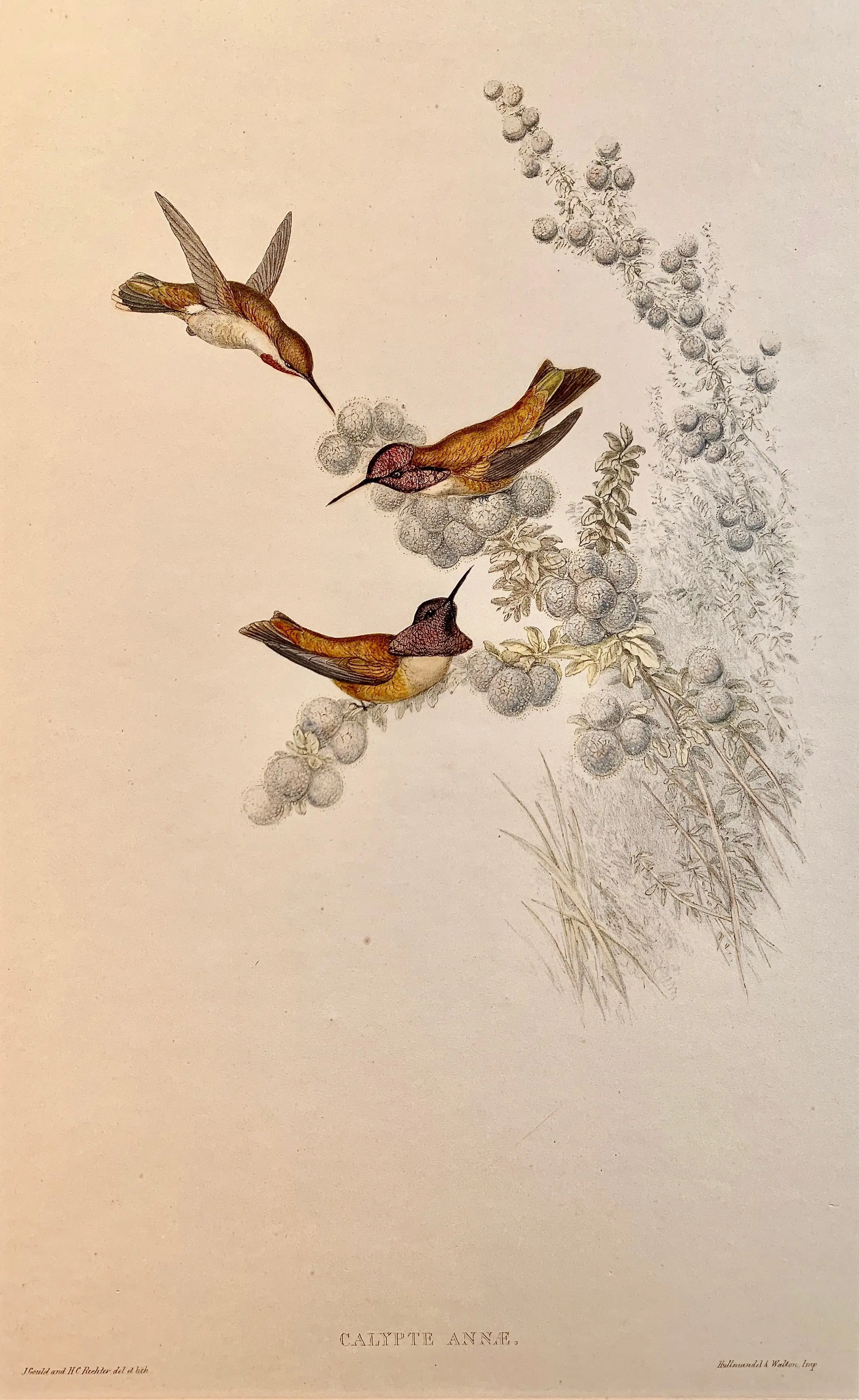 Ornithological Study of Calypte Annae 2 Ornithological Study of Calypte Annae