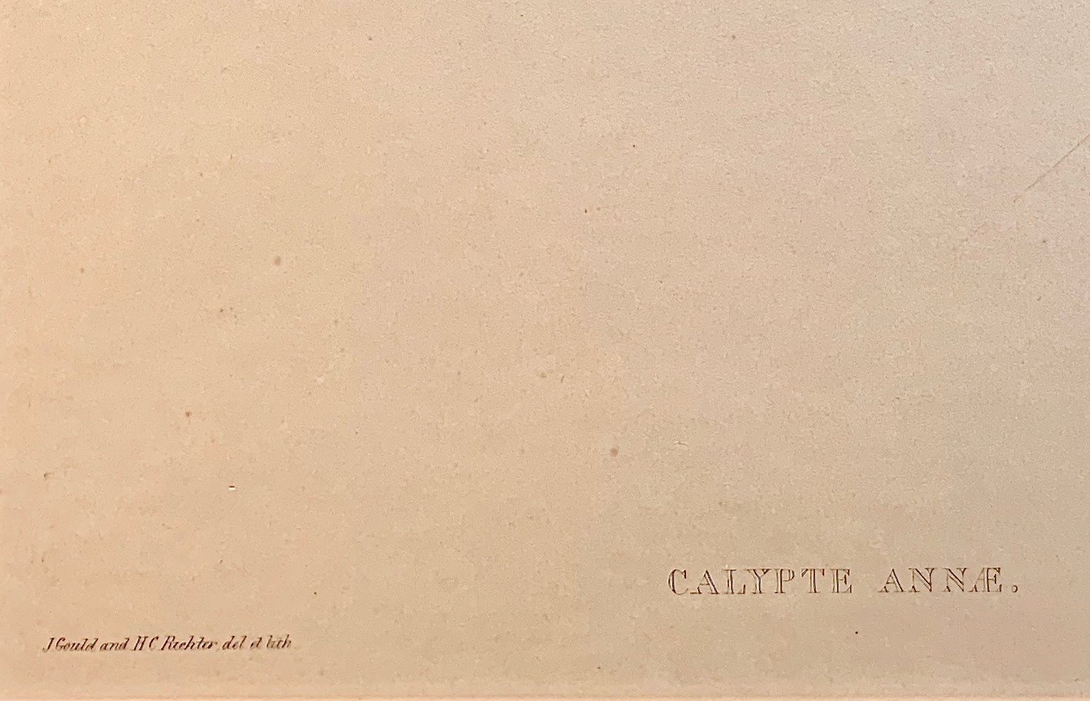 Ornithological Study of Calypte Annae 4 Ornithological Study of Calypte Annae