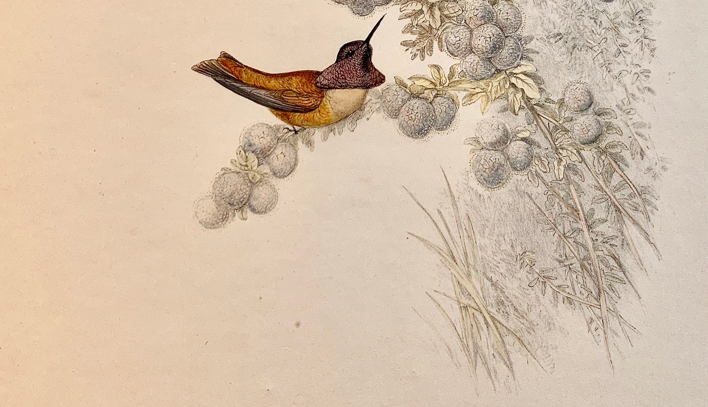 Ornithological Study of Calypte Annae 6 Ornithological Study of Calypte Annae