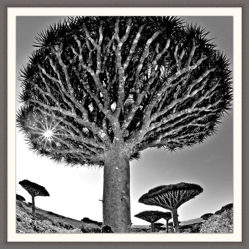 Lillian August, Desert Tree 1 Lillian August, Desert Tree