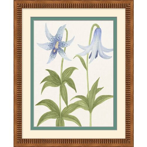 Periwinkle Flowers 2 1 Periwinkle Flowers 2