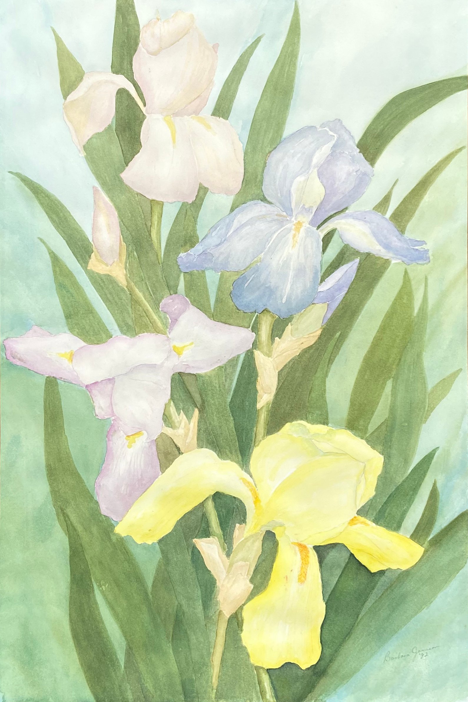 Irises by Barbara Jamison, 1992 1 Irises by Barbara Jamison, 1992