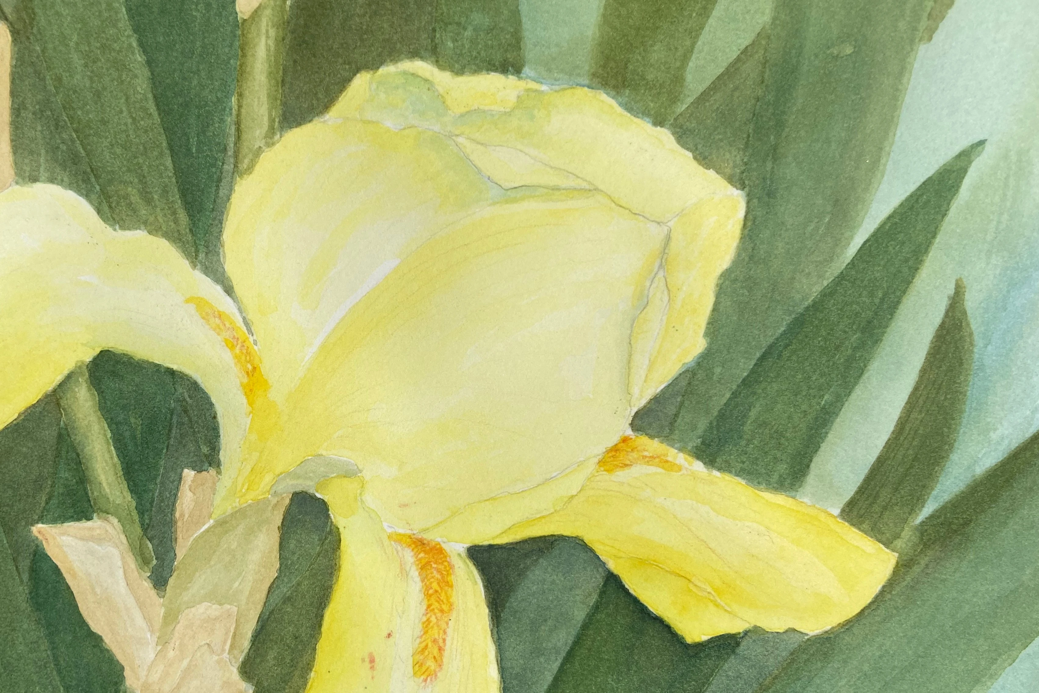 Irises by Barbara Jamison, 1992 5 Irises by Barbara Jamison, 1992