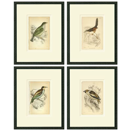 Smith & Co., Birds