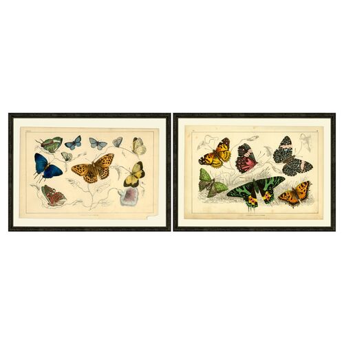 Multi-butterflies Pair
