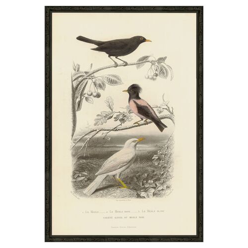 Pink Bird - Le Merle Rose, 1850 1 Pink Bird - Le Merle Rose, 1850