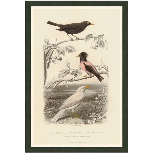 Pink Bird - Le Merle Rose, 1850 2 Pink Bird - Le Merle Rose, 1850