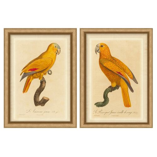 S/2 Orange Parrot 1 S/2 Orange Parrot