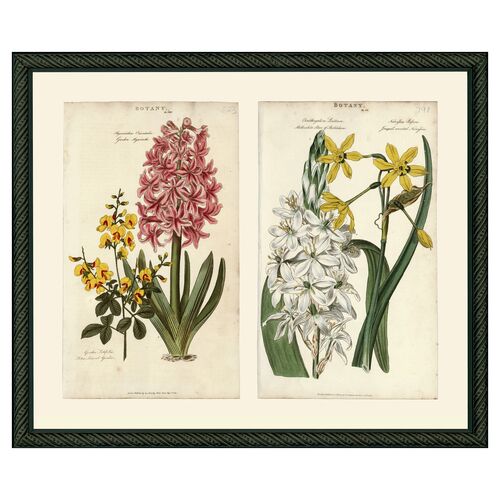 Pink Hyacinth & Yellow Narcissus, 1810