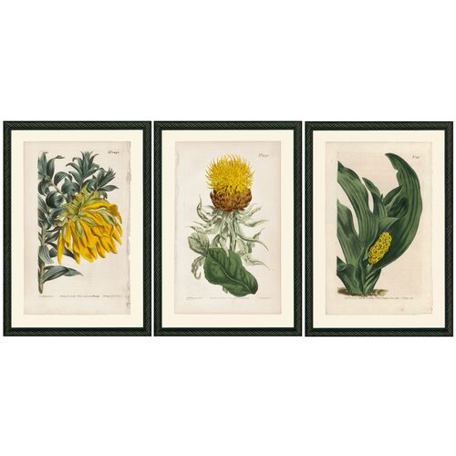 Smith & Co., Yellow Botanicals
