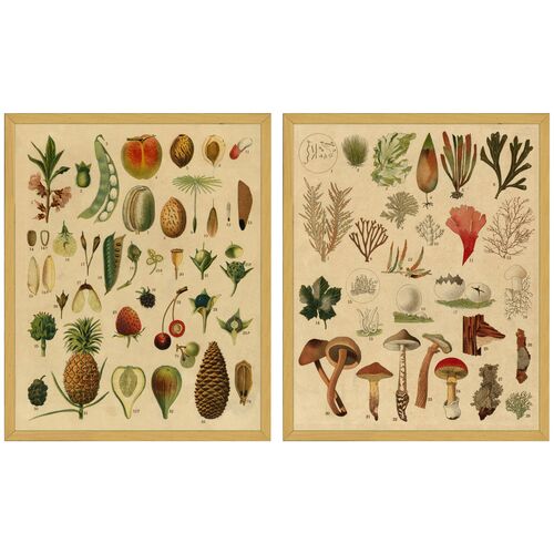 Smith & Co., Fruit & Mushroom Botanicals