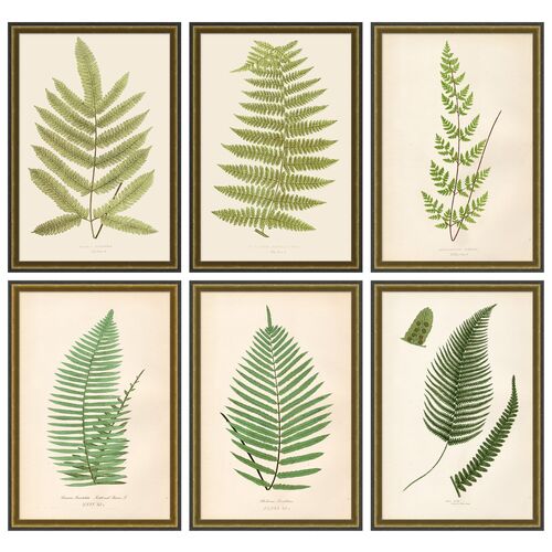 Lauren Liess, Fern Set
