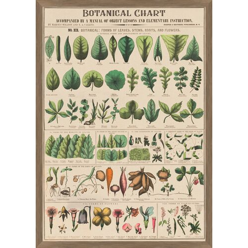 Nathan Turner, Botanical Study