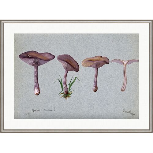 The Wood Blewit Fungus (Lepista Nuda) Painting by Alex Zane