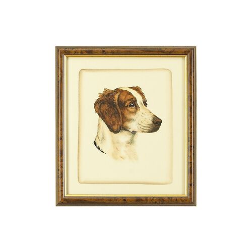 Brittany Spaniel 1 Brittany Spaniel