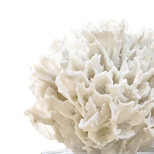 Ribbon Coral, White 3 Ribbon Coral, White