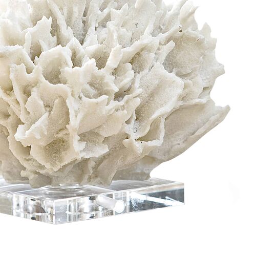 Ribbon Coral, White 4 Ribbon Coral, White