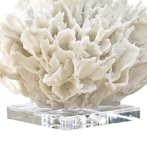 Ribbon Coral, White 5 Ribbon Coral, White