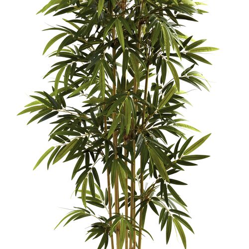 72"Bamboo Tree 3 72"Bamboo Tree