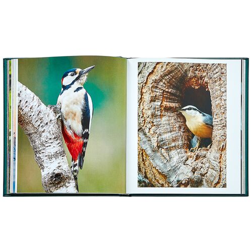 Hidden Life of Trees Leatherbound Book 6 Hidden Life of Trees Leatherbound Book