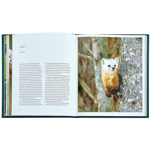 Hidden Life of Trees Leatherbound Book 7 Hidden Life of Trees Leatherbound Book