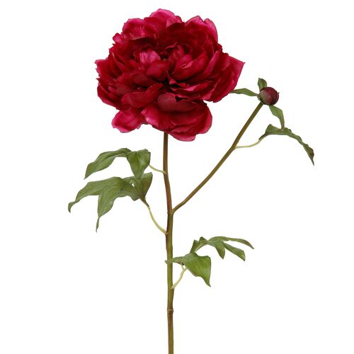 19.5" Open Peony Stem, Set of 12 1 19.5" Open Peony Stem, Set of 12