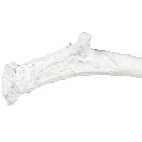 Antler Objet, Large 3 Antler Objet, Large
