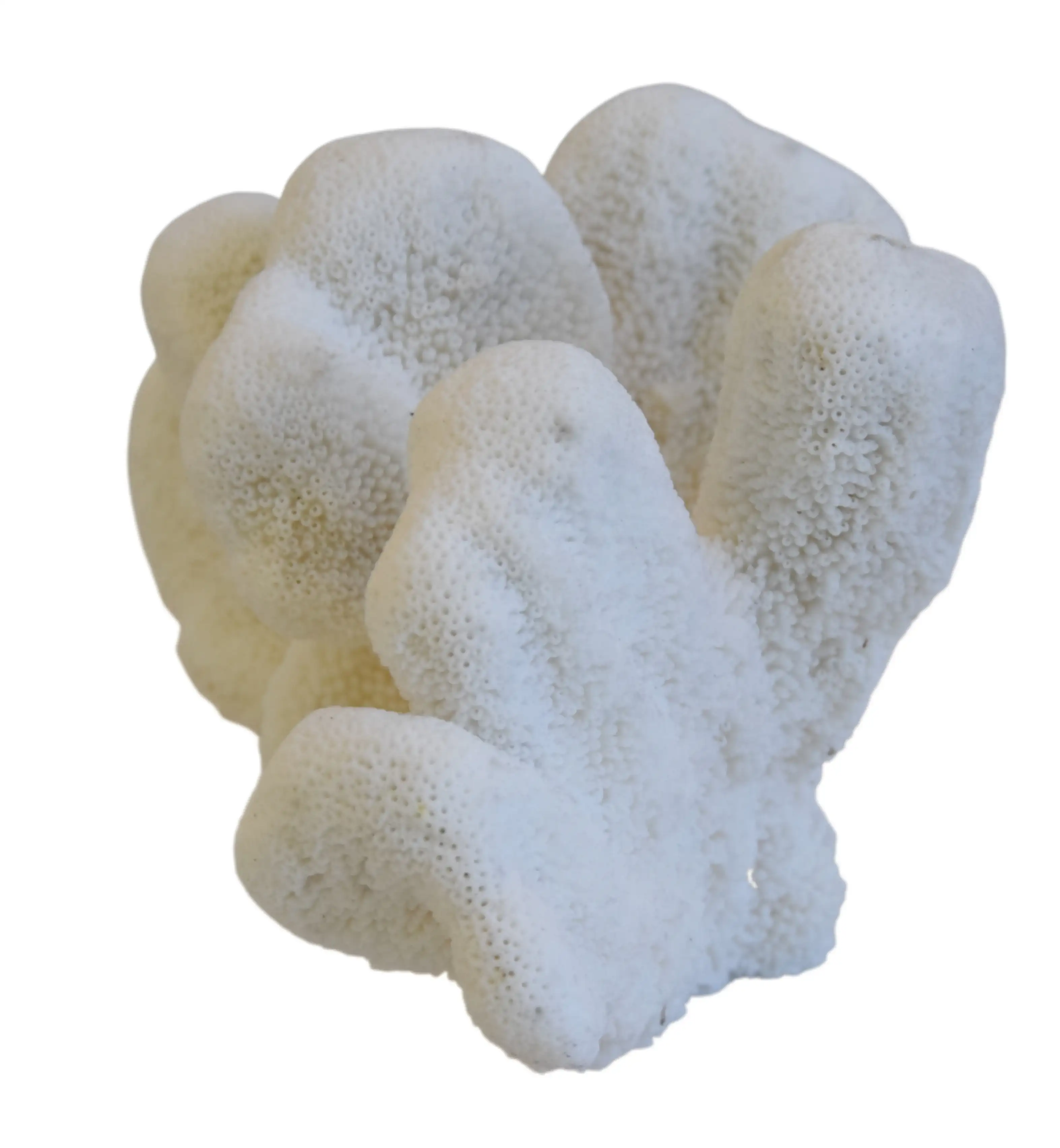 Coastal Nautical White Coral Specimen 2 Coastal Nautical White Coral Specimen