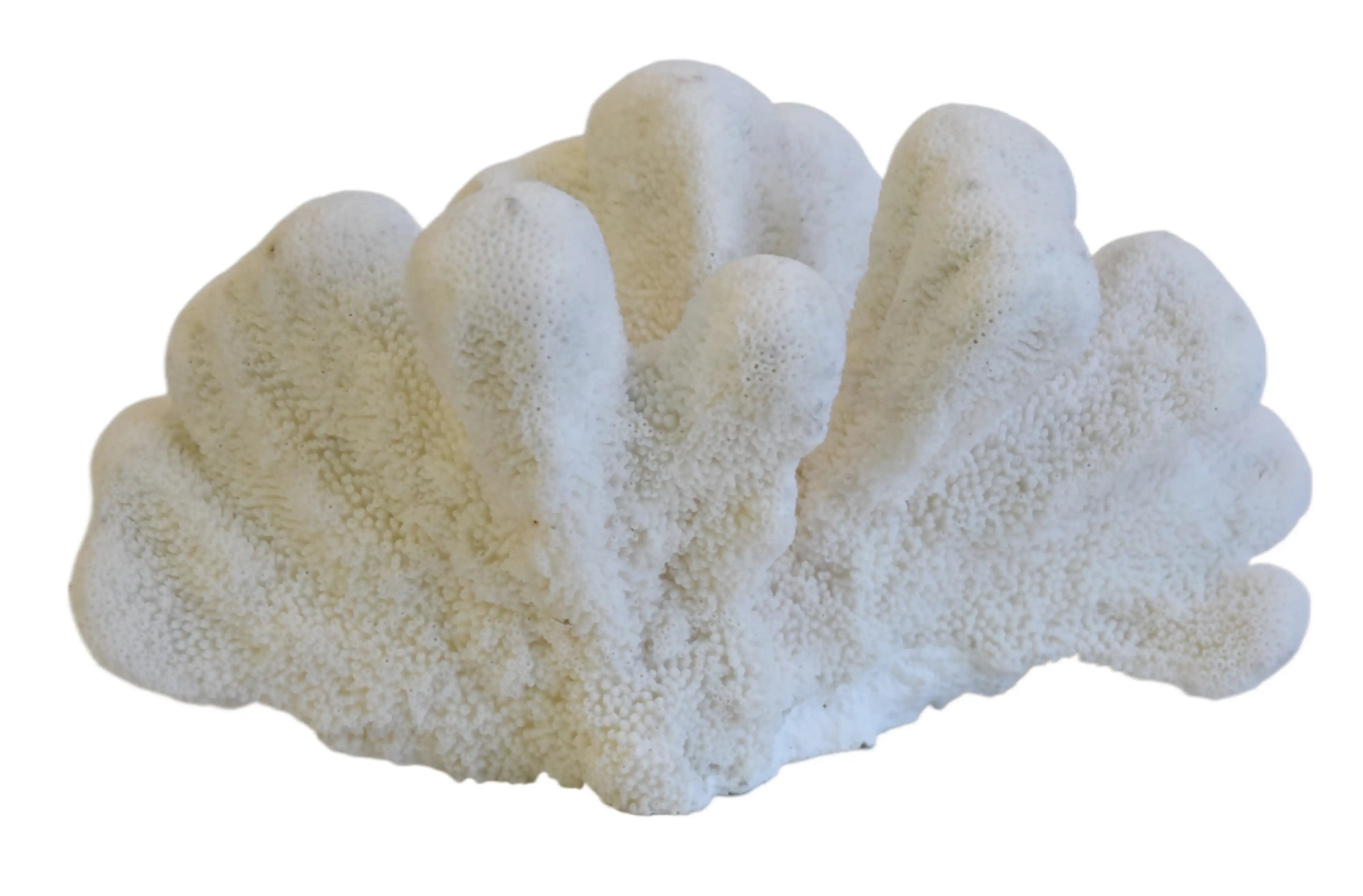 Coastal Nautical White Coral Specimen 3 Coastal Nautical White Coral Specimen