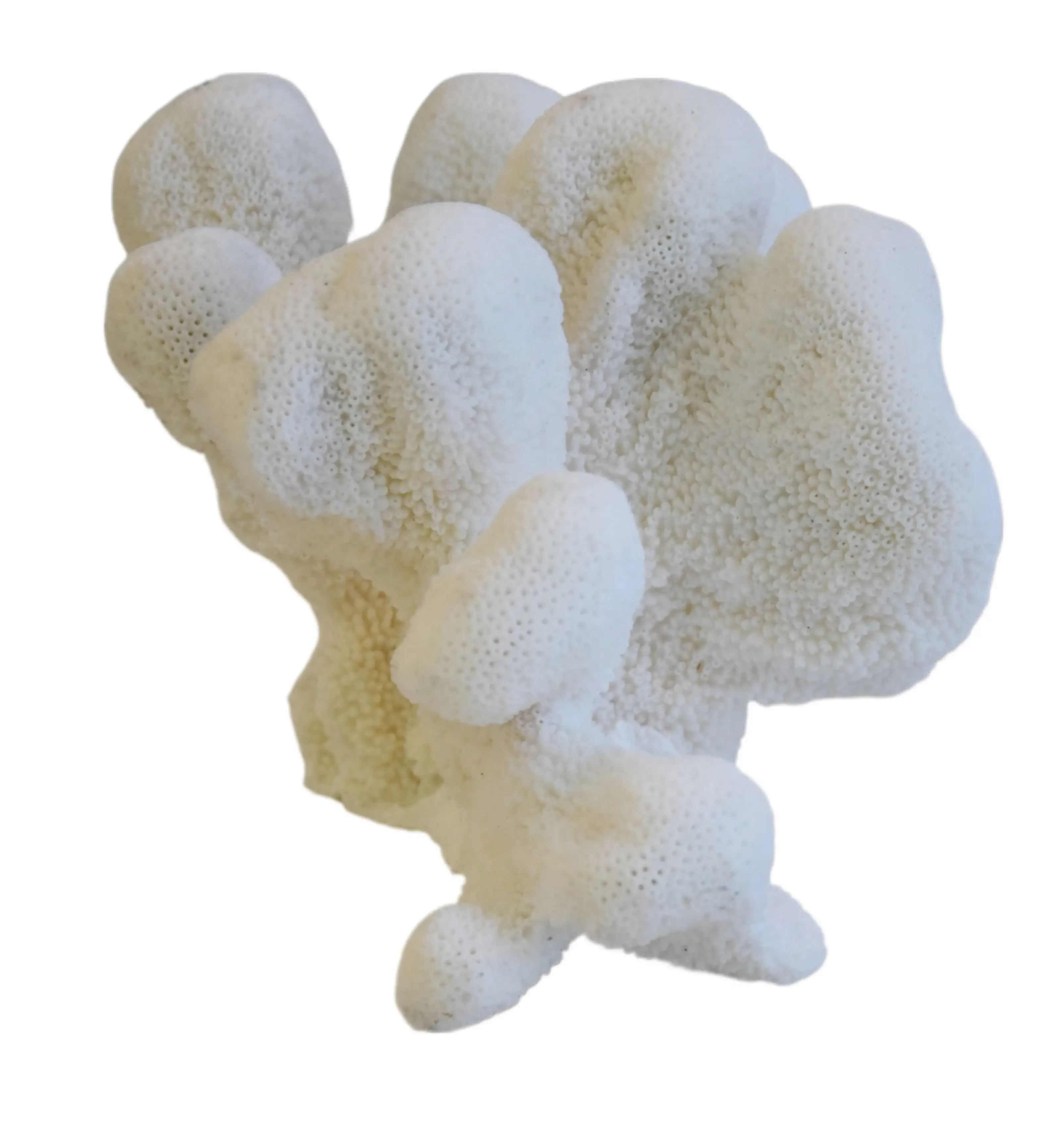 Coastal Nautical White Coral Specimen 5 Coastal Nautical White Coral Specimen
