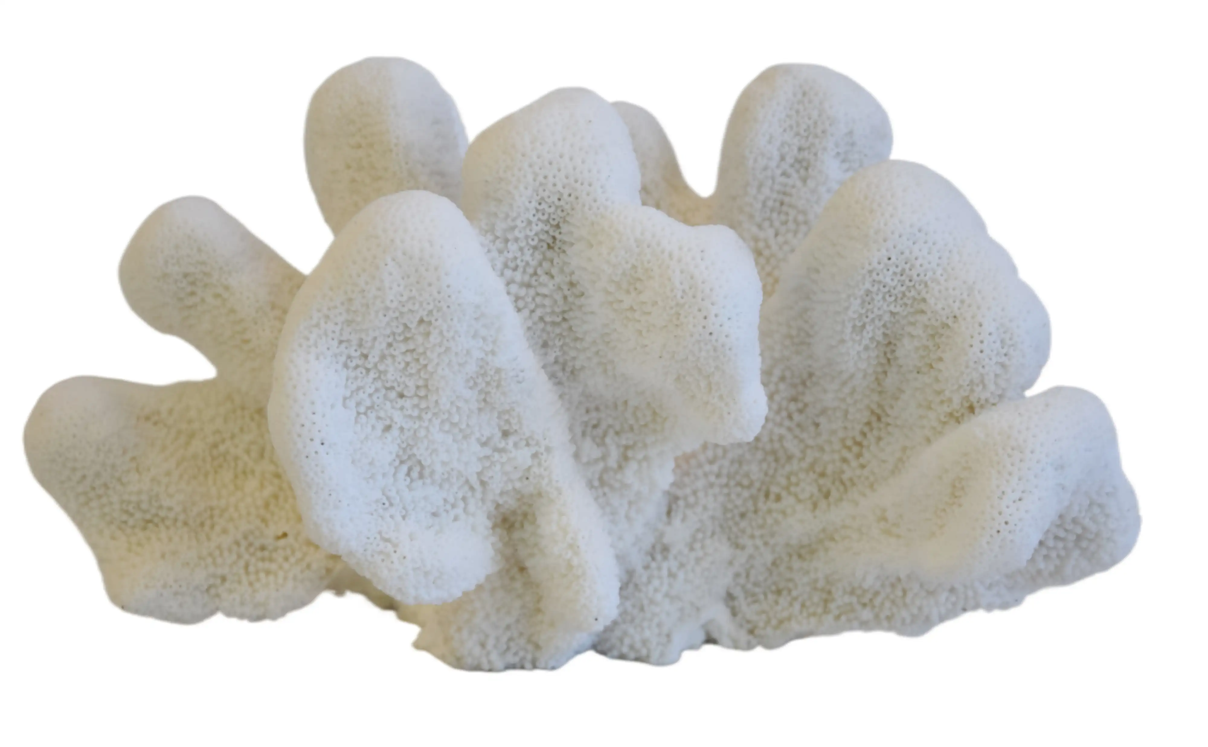 Coastal Nautical White Coral Specimen 7 Coastal Nautical White Coral Specimen