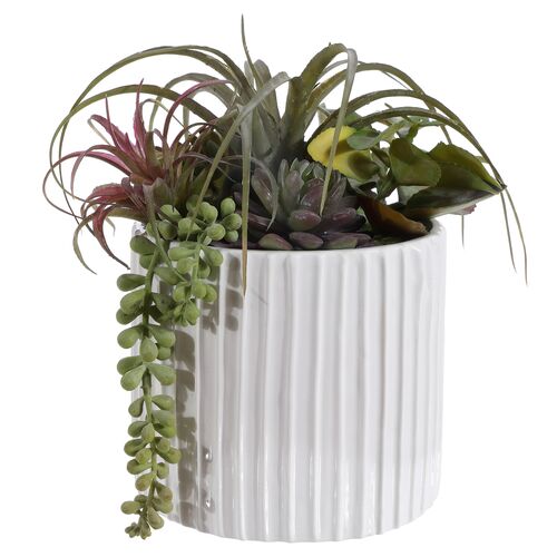 George Mixed Succulent Potted Plant 1 George Mixed Succulent Potted Plant