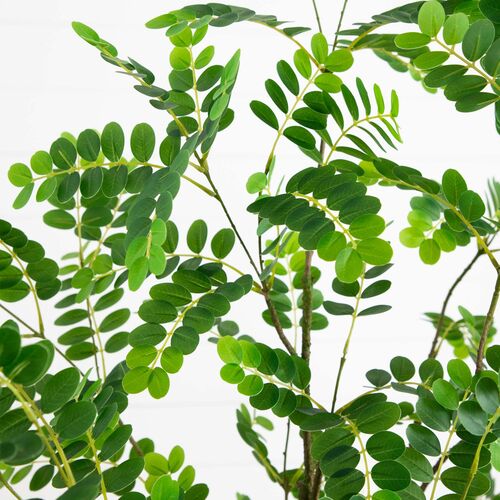 6ft. Artificial Greco Citrus Tree with Real Touch Leaves 3 6ft. Artificial Greco Citrus Tree with Real Touch Leaves