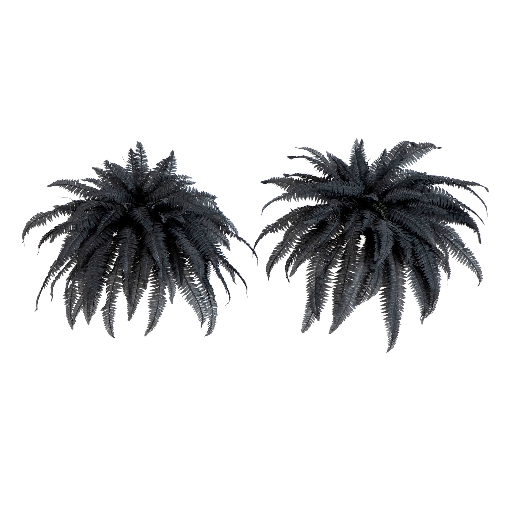 Set of 2 Halloween Black Boston Fern 1 Set of 2 Halloween Black Boston Fern