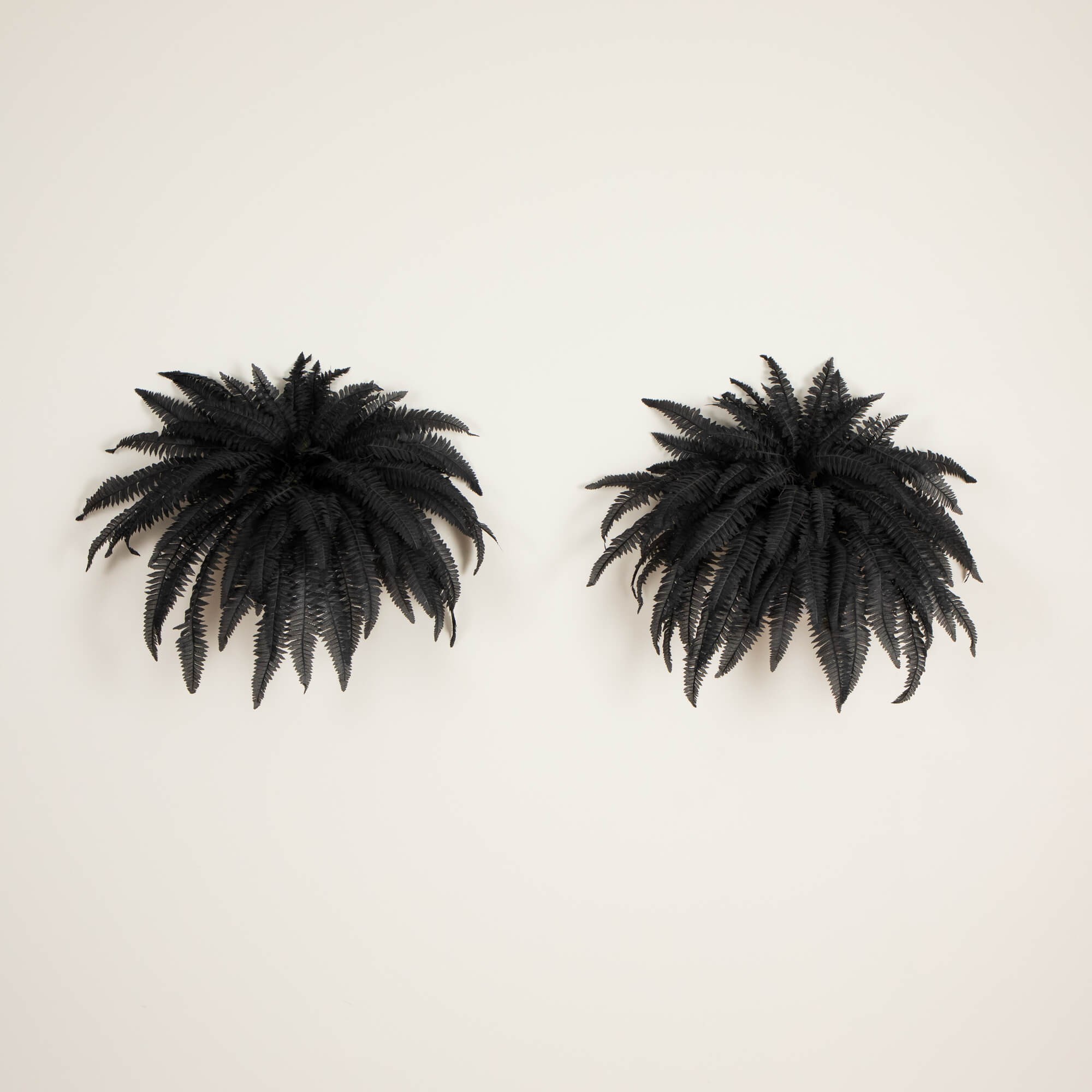 Set of 2 Halloween Black Boston Fern 5 Set of 2 Halloween Black Boston Fern