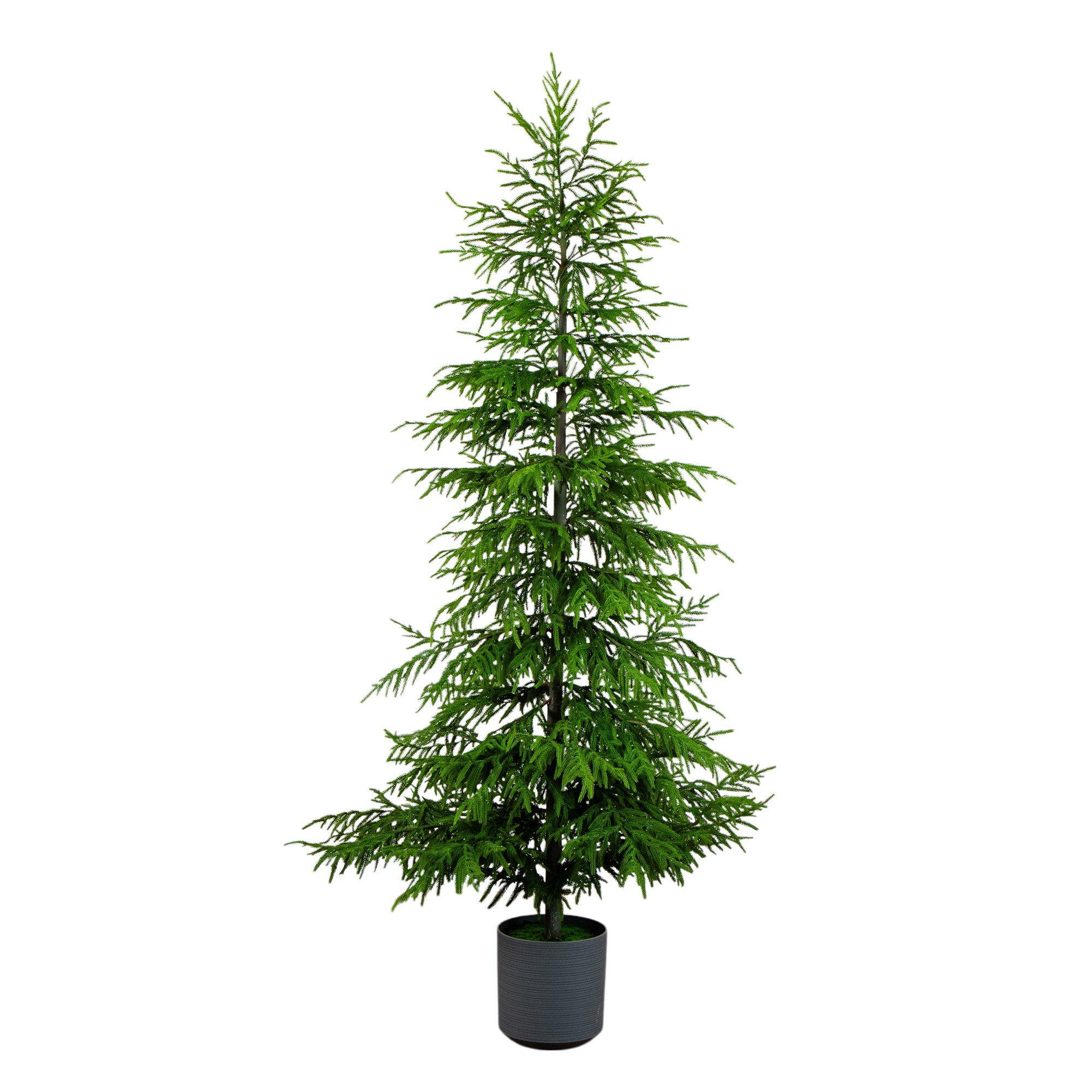 Real Touch Norfolk Island Pine Christmas Tree with Natural Look 1 Real Touch Norfolk Island Pine Christmas Tree with Natural Look