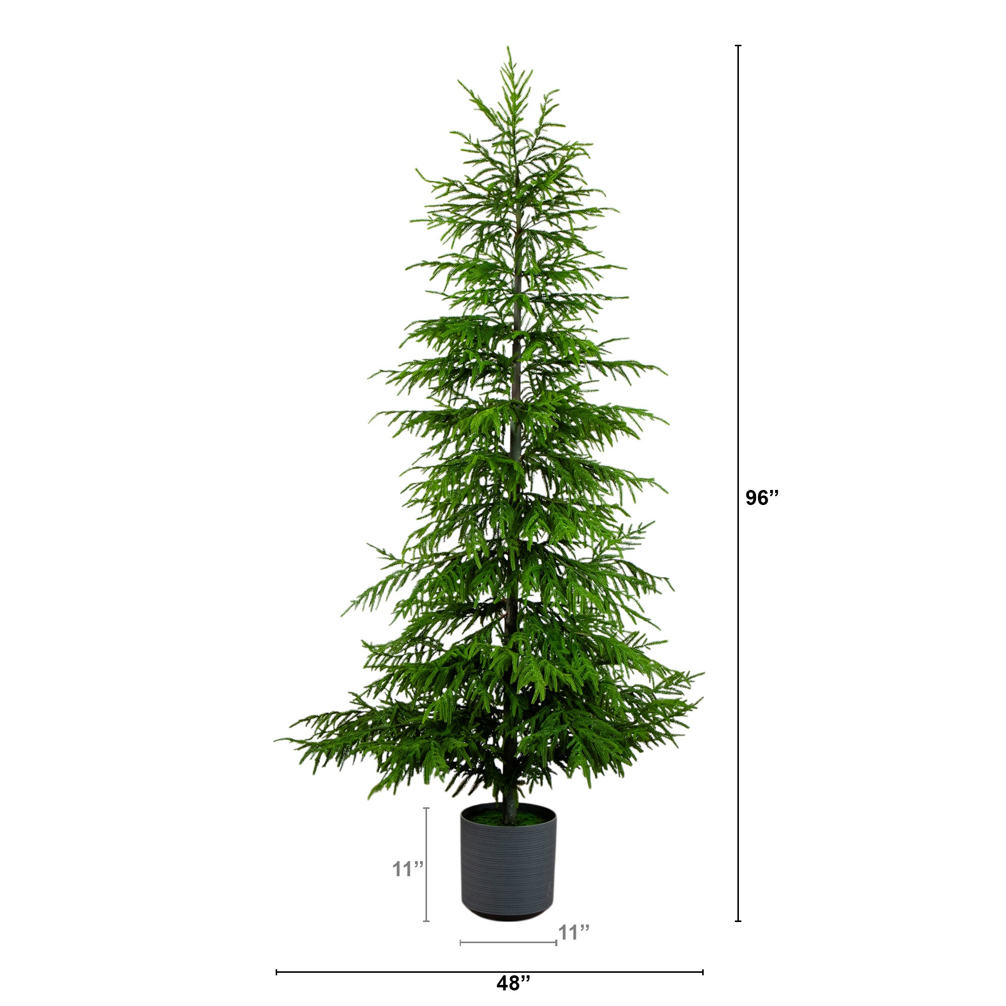Real Touch Norfolk Island Pine Christmas Tree with Natural Look 2 Real Touch Norfolk Island Pine Christmas Tree with Natural Look