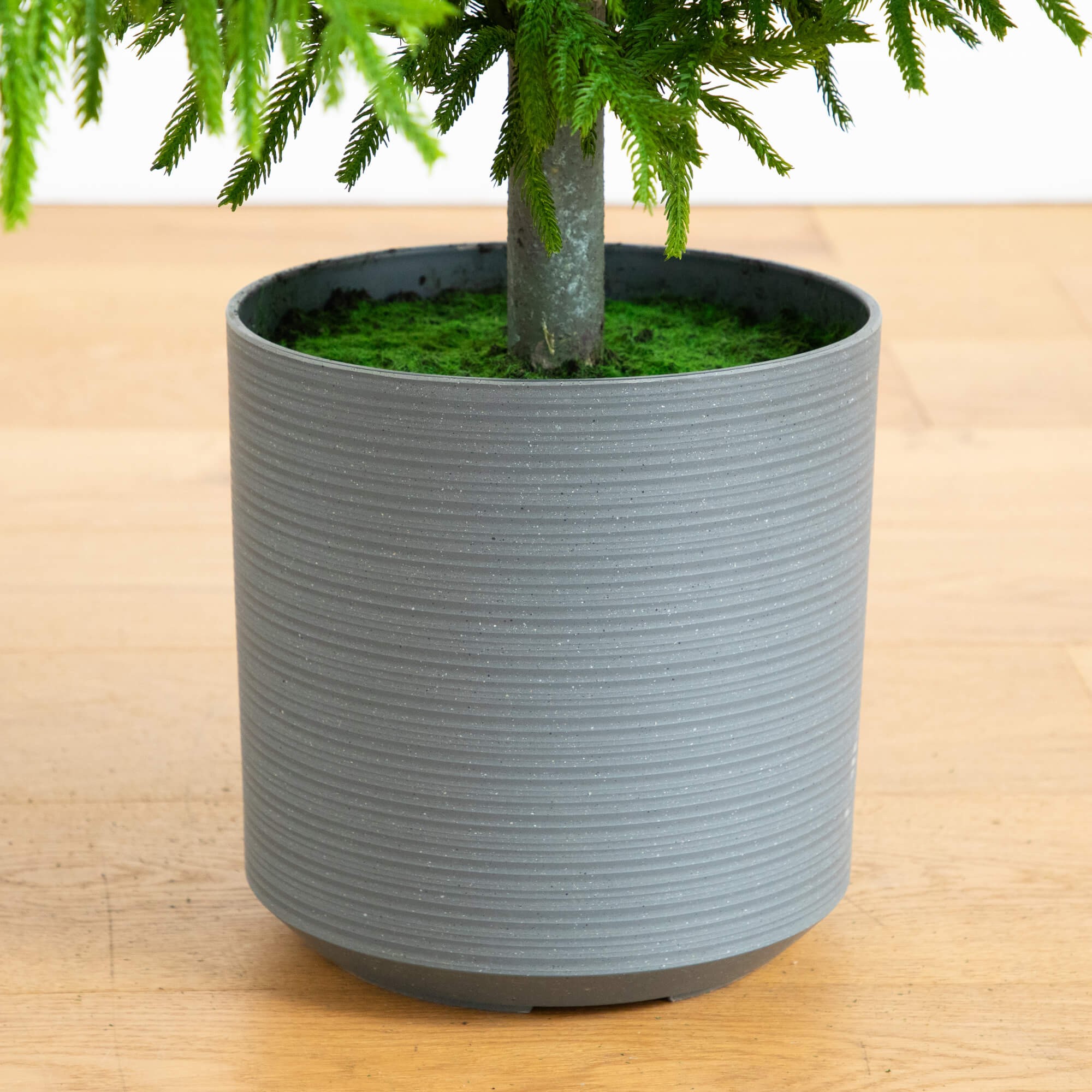 Real Touch Norfolk Island Pine Christmas Tree with Natural Look 4 Real Touch Norfolk Island Pine Christmas Tree with Natural Look