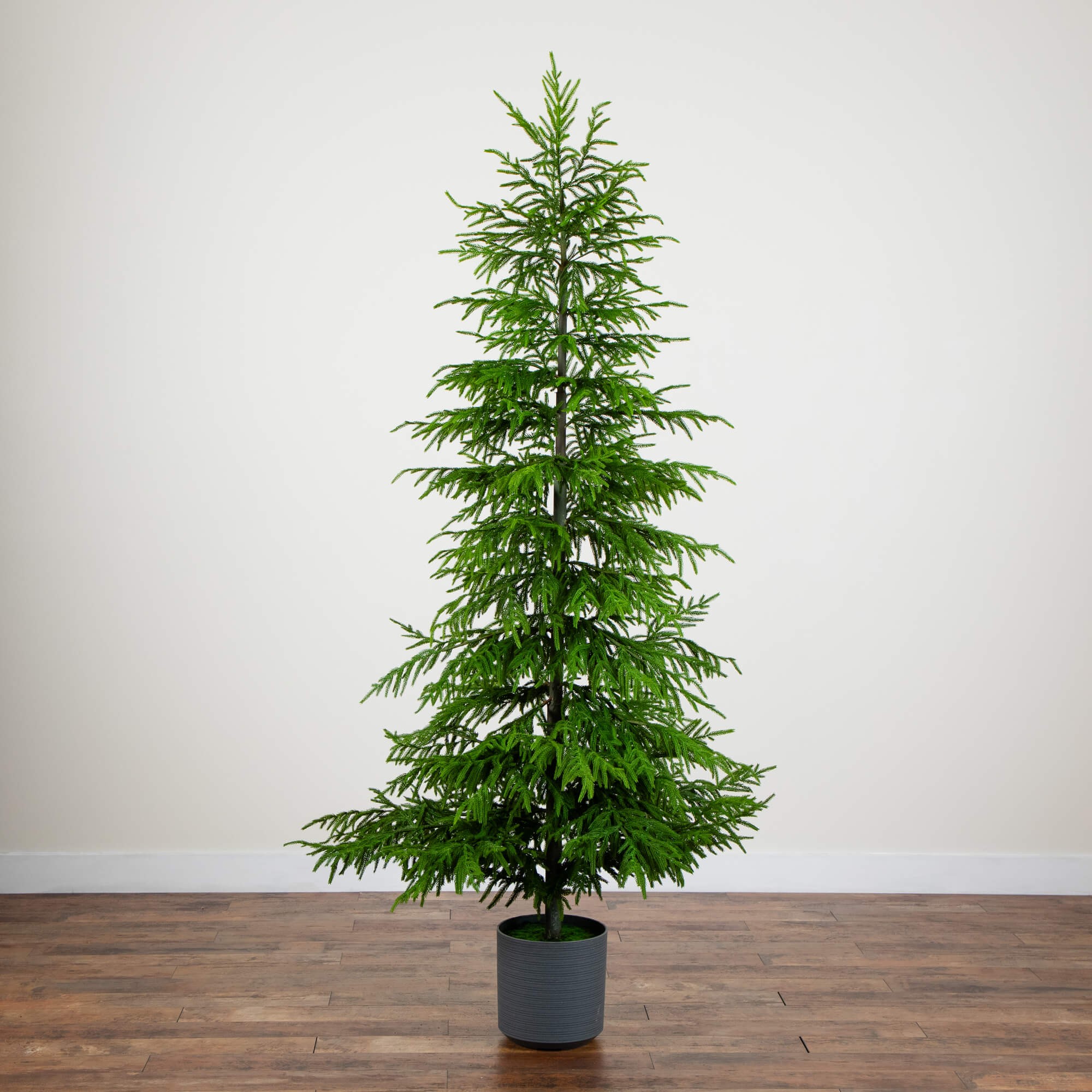 Real Touch Norfolk Island Pine Christmas Tree with Natural Look 5 Real Touch Norfolk Island Pine Christmas Tree with Natural Look