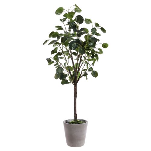 Jada Polyscias Fruticosa Potted Tree 1 Jada Polyscias Fruticosa Potted Tree