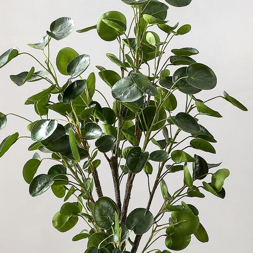 Jada Polyscias Fruticosa Potted Tree 2 Jada Polyscias Fruticosa Potted Tree