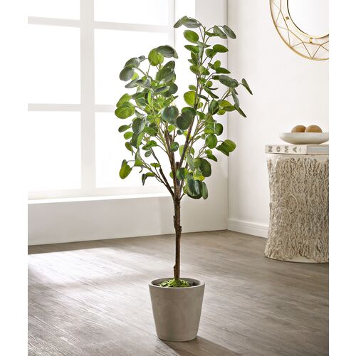 Jada Polyscias Fruticosa Potted Tree 4 Jada Polyscias Fruticosa Potted Tree