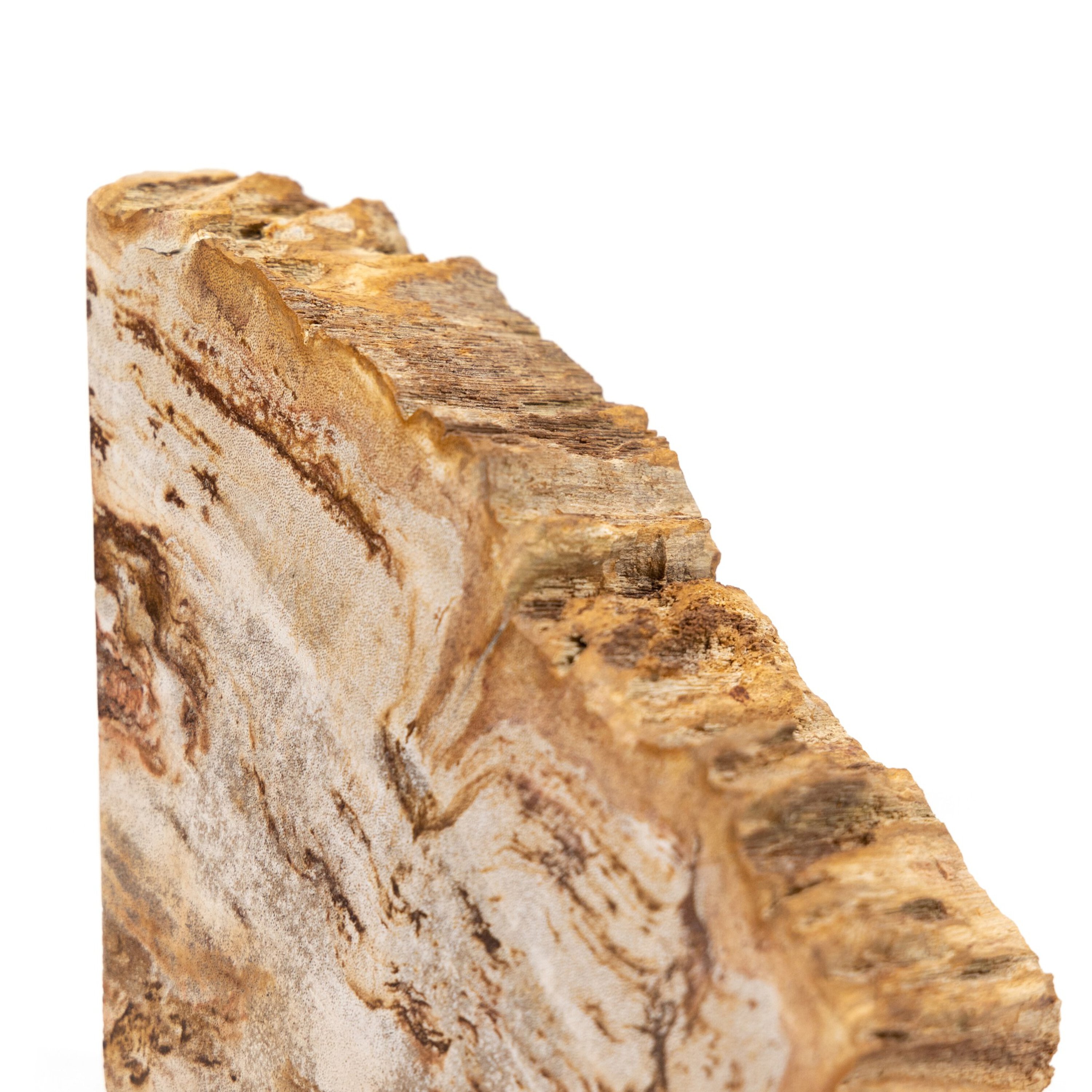 Kivo Petrified Wood Book Ends, Light Petrified Wood 13 Kivo Petrified Wood Book Ends, Light Petrified Wood