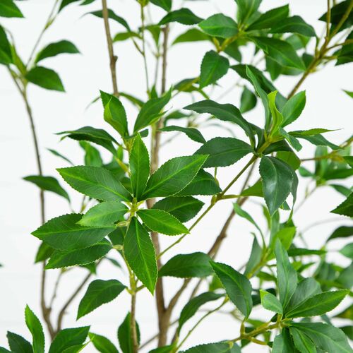 7ft. Artificial Minimalist Japanese Pieris Tree with Real Touch Leaves 3 7ft. Artificial Minimalist Japanese Pieris Tree with Real Touch Leaves